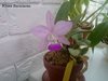 Cattleya walkeriana (Astor x Irapé) nfs (FLORALIA 2014)